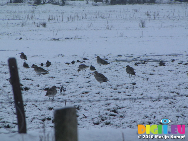 SX12030 Curlews in the snow (Numenius arquata)